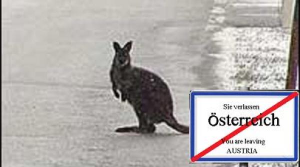 oops secretarul general onu mul ume te australiei referindu se la austria