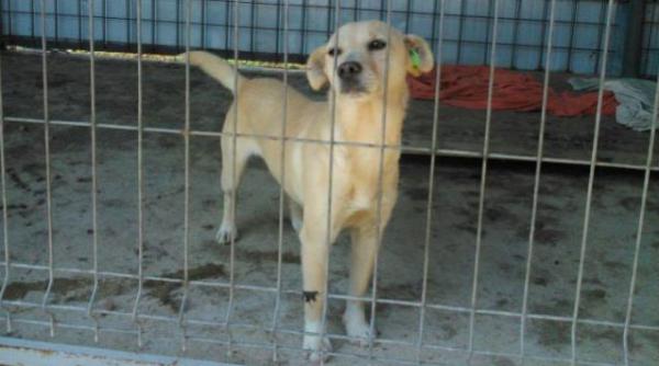 caini comunitari din alba iulia adoptati in germania