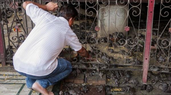 numar uluitor de sobolani intr un spital din india autoritatile au exterminat 4 000 de rozatoare intr o saptamana