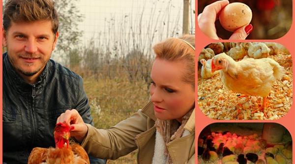 pui i curcani la sol din aventurile unui mic producator