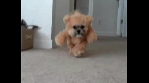 video munchkin jumatate shi tzu jumatate ursule de plu pe de a intregul adorabil