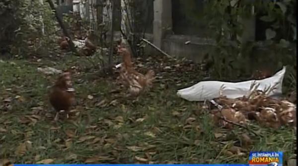 atac cu gaini la sediul lui iohannis video