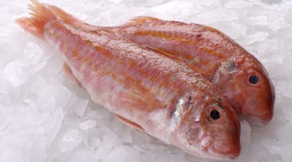 pove tile ancorei barbunul i inva a ii din antica roma