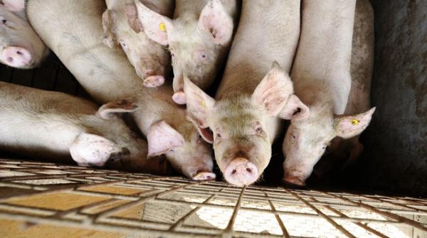 crescatorii de porci in pragul falimentului de craciun invazia de carne ieftina provenita din ue i a facut pe fermierii sa vanda porcii in pierdere