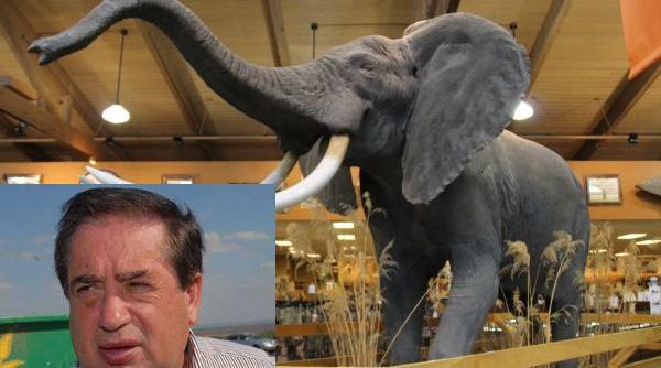 miliardarul ioan niculae la vanatoare de elefanti in africa de sud animalul impaiat si trimis in romania laolalta cu alte 19 trofee