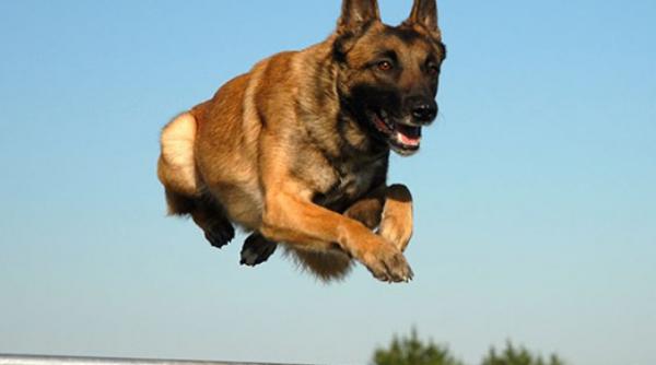 un roman a dat afara un caine antidrog din poli ie da l am dat afara eu ii spuneam sa caute droguri el imi latra in fa a