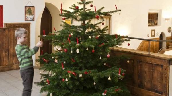brazii de craciun naturali sunt mai buni pentru sanatate decat cei artificiali