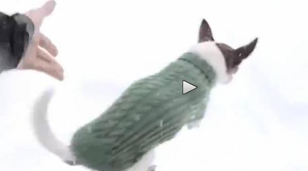 un chihuahua trebuie sa stea in casa cand ninge video