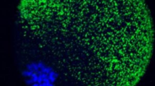 explozia fecundatiei filmata in premiera fenomenul spectaculos a fost surprins de cercetatorii americani video