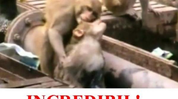 video in cre di bil o maimuta incearca disperata sa si resusciteze partenera electrocutata si reuseste