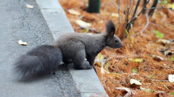 craciunul vine cu temperaturi de primavara cum va fi vremea in urmatoarele doua saptamani