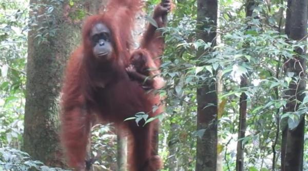 decizie bizara luata de o instanta argentiniana ce se va intampla cu un urangutan captiv intr o gradina zoologica video