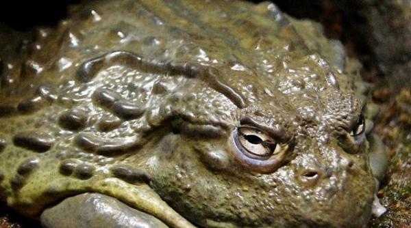 dupa zece luni de sarcina a nascut cand au vazut ce ie ea din ea asistentele au fugit urland din sala