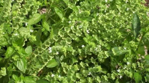 supersti ii de craciun mi am pus busuioc in ciorapi mai