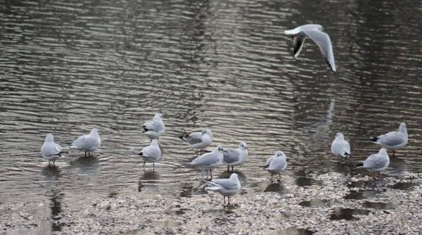 cum va fi vremea la inceputul lui 2015 prognoza meteo in ianuarie februarie si martie
