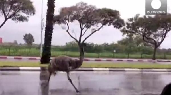 incredibil road runner alergand pe langa masini pe o sosea din israel video