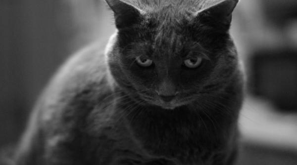 video salvat de reactia uluitoare a unei pisici daca nu filma n o credea nimeni este incredibil