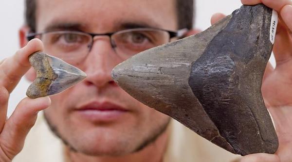 video ceva uria din adancuri mananca rechinii albi de mari dimensiuni cercetatorii total bulversa i cum e posibil a a ceva