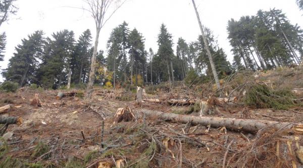 fratia boierilor din vrancea decimata de dna spagarul sef alexandru lefter a fost retinut 24 de ore