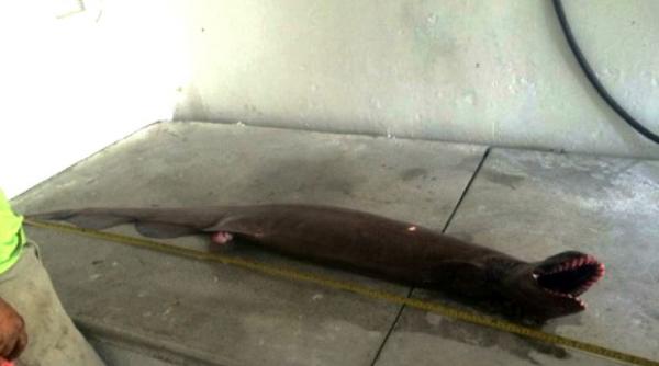 video ce au facut ni te pescari natarai cu un rechin extrem de rar era urat rau parca scapase din iad