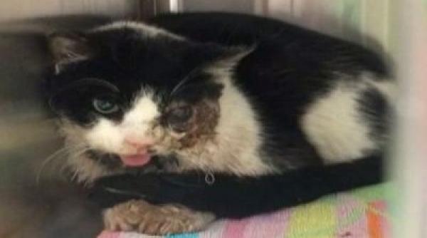 zombie mormant reinviat