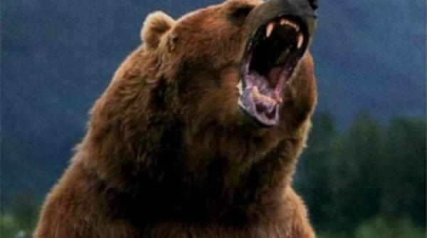 bacau barbat atacat de urs internat de urgen a la spital cu rani grave la cap maini si picior