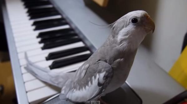 e uimitor ce poate sa faca o pasare atat de mica material de x factor