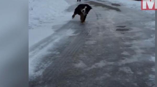 haios un saint bernard aluneca pe gheata exact ca in desene animate video