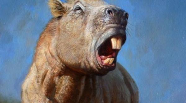 stiti porcusorii draguti de guineea stramosii lor nu erau nici mici nici draguti si ar fi putut sa ucida un om