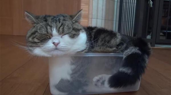 de ce iubesc pisicile cutiile video