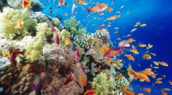 ecologistii avertizeza marea bariera de corali risca sa ajunga o groapa de gunoi