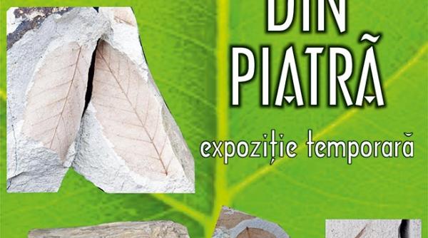 padurea din piatra fragmente din colectia de paleontologie a muzeului de stiintele naturii din suceava
