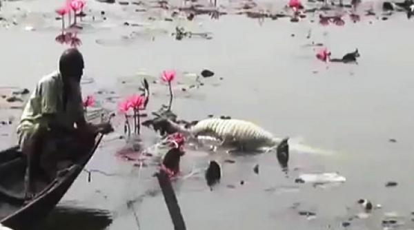 un crocodil centenar a murit de prea mult noroc foto