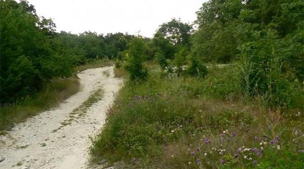 dobrogea impadurita din pix dezastrul pe banii publici si paduri inexistente