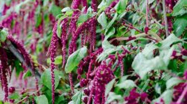 dr tefan manea stirul antibioticul natural video