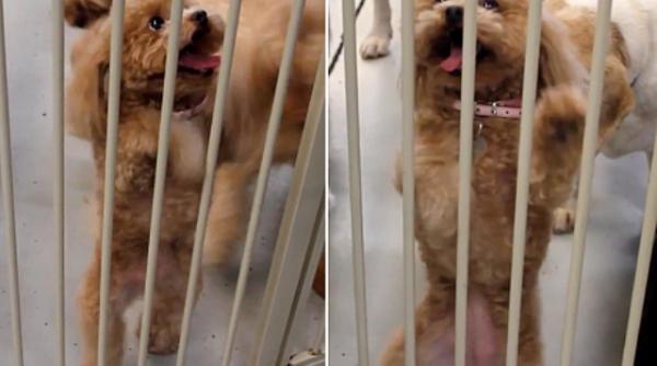 dansez toata ziua numai lua i ma de aici pare a spune ca elu ul asta video