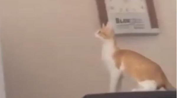 epic fail nici chiar o pisica nu cade totdeauna in picioare video