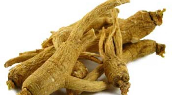 imunitate cu plante ginsegul si echinacea ne protejeaza de bacterii virusuri ciuperci