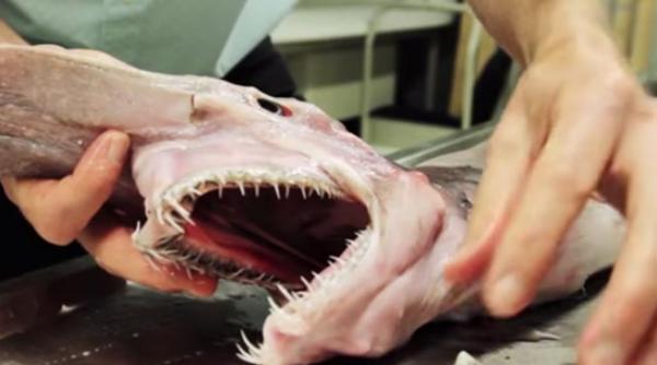 alien creatura ciudata scoasa de un pescar din apele oceanului video