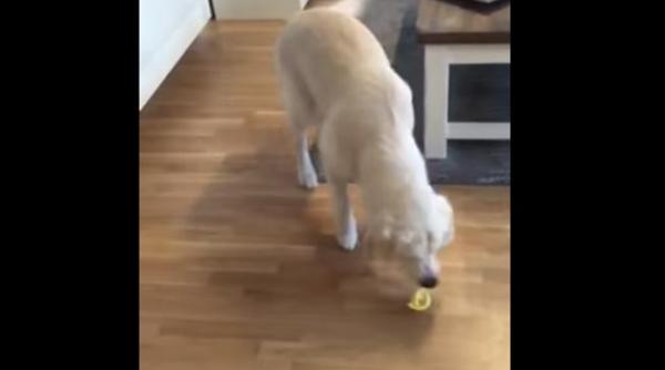 haios cum reactioneaza un catel dragut dupa ce gusta o lamaie video