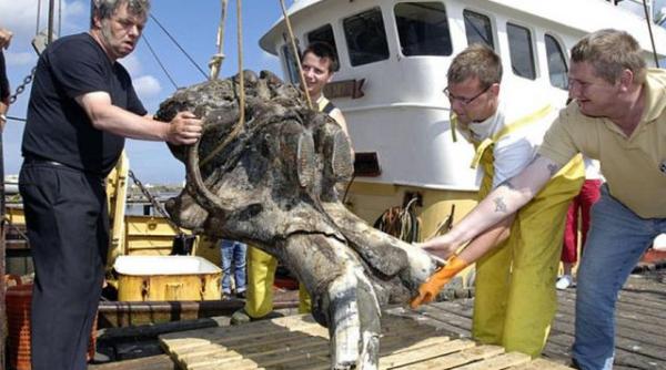 au dat peste o creatura uriasa veche de 480 de milioane de ani arheolog nu am mai vazut asa ceva video