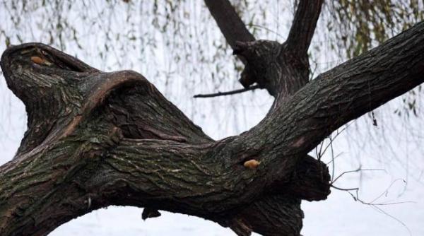 cum va fi vremea de florii si de paste prognoza meteo pentru urmatoarele doua saptamani