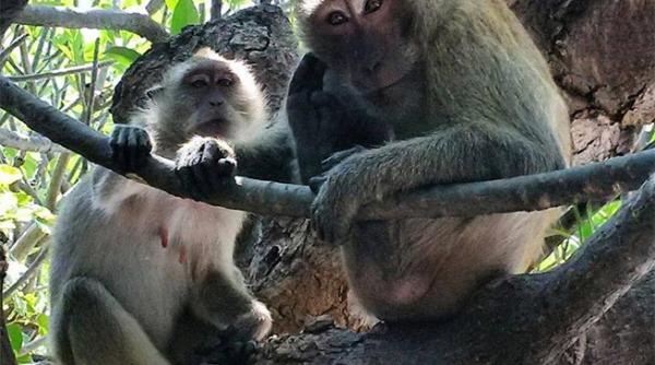radu valcan a filmat printre soparle maimute si elefanti