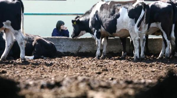efectele eliminarii cotei de lapte fermierii dau laptele la porci