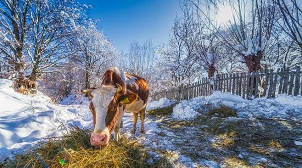 satur romanescu zoom pe autencititate