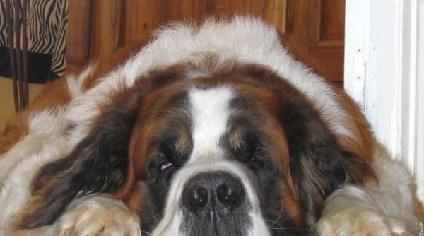 mori de ras cum isi plimba stapanul un caine prea entuziast video