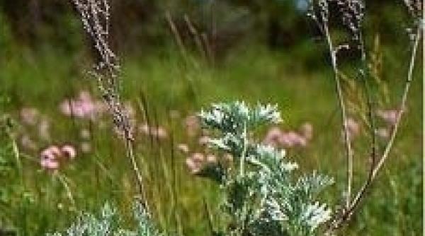 armindenul sau ziua lui ieremia credinte si superstitii