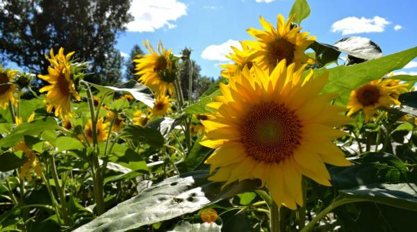 produsele bio romanesti in drum spre dubai