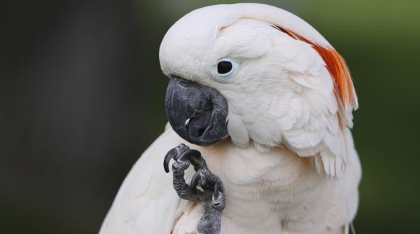 cum reactioneaza un papagal cand afla ca trebuie sa mearga la veterinar video