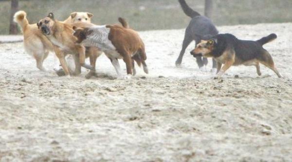 inca un caz de copil sfasiat de caini